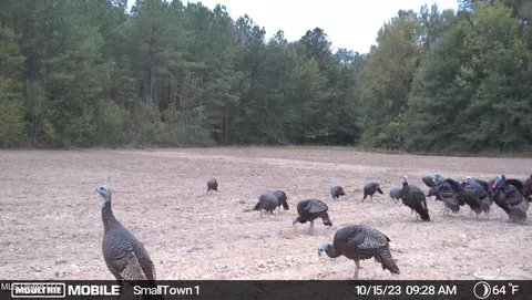 947 Old Robinson Rd, Carthage, MS 39051 photo 3