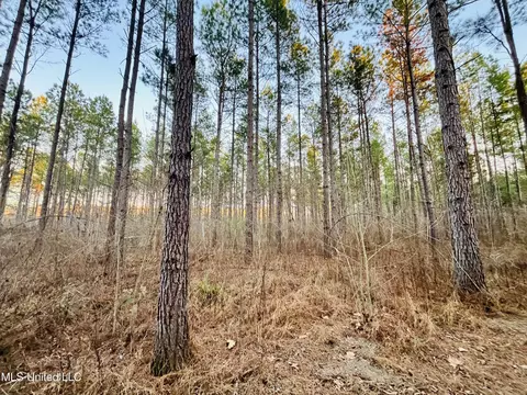 947 Old Robinson Rd, Carthage, MS 39051 photo 44