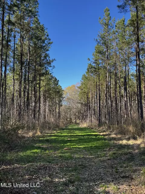 947 Old Robinson Rd, Carthage, MS 39051 photo 50