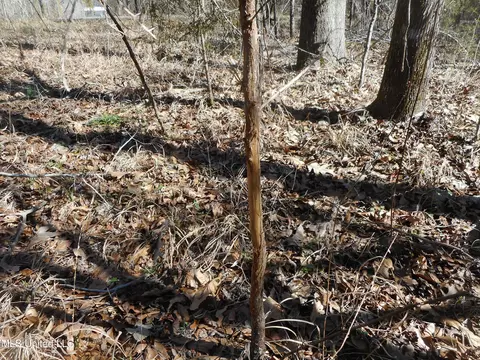 1196 Ellis Rd, West, MS 39192 photo 26