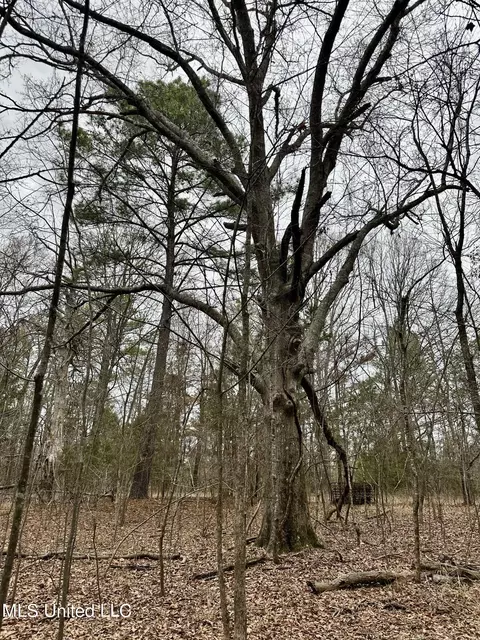 Ms-16, Canton, MS 39046 photo 10