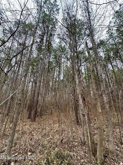 Ms-16, Canton, MS 39046 photo 6