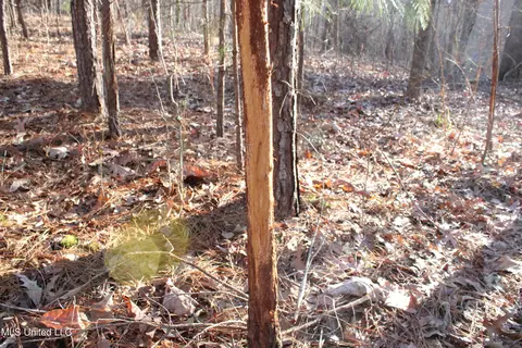 Off Nason Road Road, Holcomb, MS 38940 photo 3