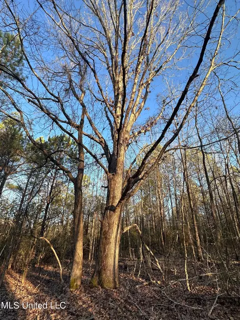 Off Nason Road Road, Holcomb, MS 38940 photo 11