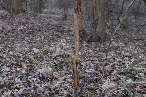 Off Nason Road Road, Holcomb, MS 38940 photo 5