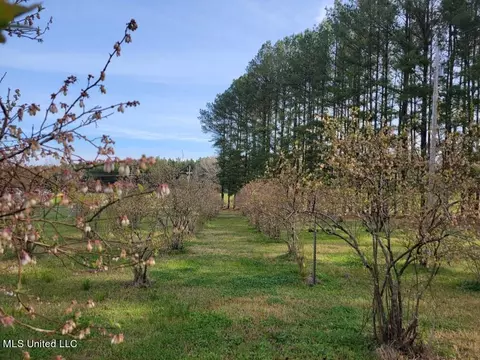 Other - 550 Highway 12, Sallis, MS 39160 photo 10 of 13