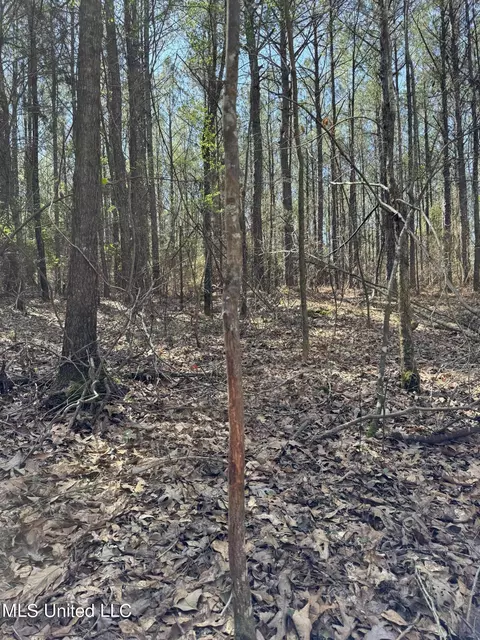 Dewey-grace Road, De Kalb, MS 39328 photo 4
