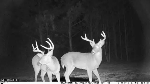0 Cheatwood Rd, Ashland, MS 38603 photo 10