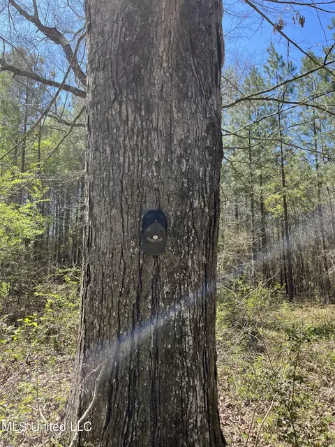 Hwy 43, Canton, MS 39046 photo 23