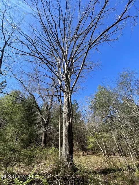 Hwy 43, Canton, MS 39046 photo 11