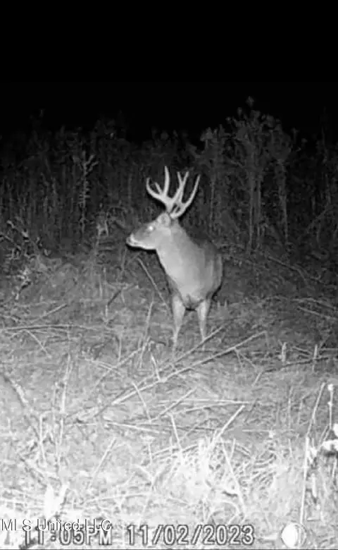 Hwy 43, Canton, MS 39046 photo 34