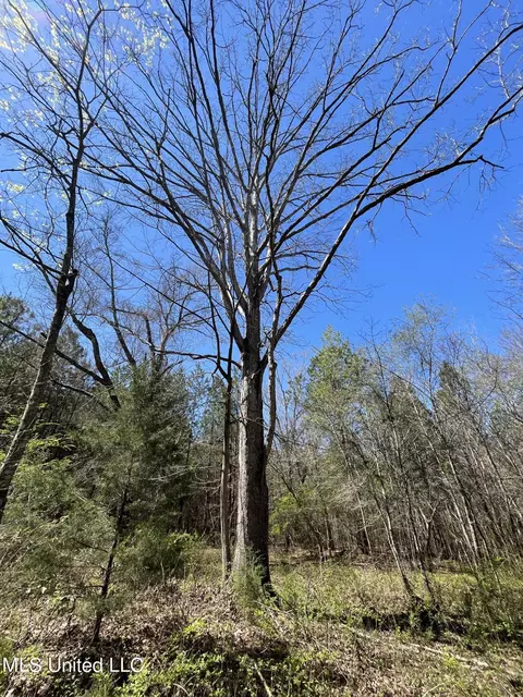 Hwy 43, Canton, MS 39046 photo 21