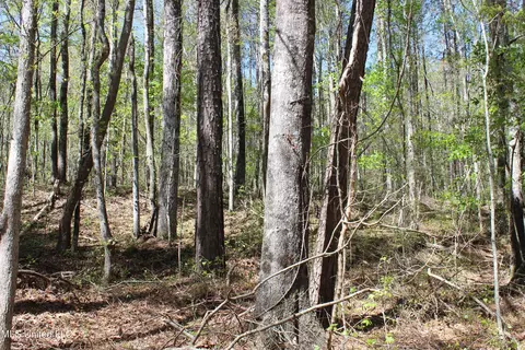 Melvin Leach Road, Union, MS 39365 photo 37