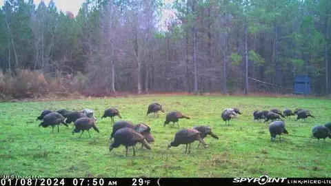 0 Hester Rd, Ackerman, MS 39735 photo 4