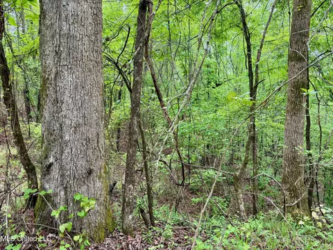 Cr 375, Carrollton, MS 38917 photo 7