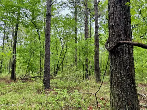 Cr 375, Carrollton, MS 38917 photo 15
