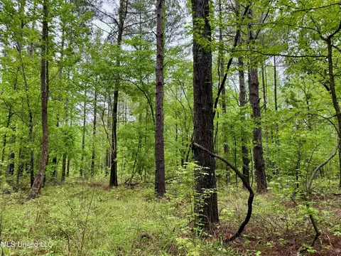 Cr 375, Carrollton, MS 38917 photo 12