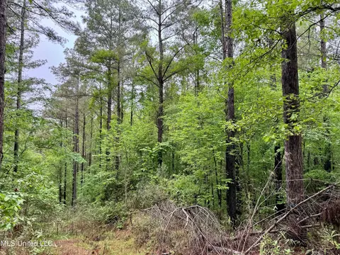 Cr 375, Carrollton, MS 38917 photo 20