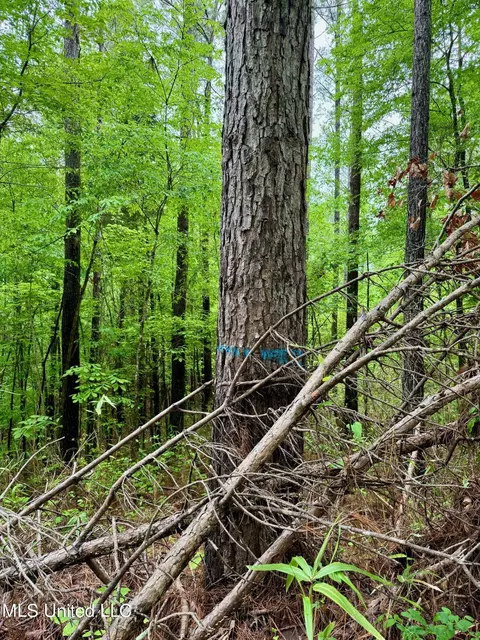 Cr 375, Carrollton, MS 38917 photo 4