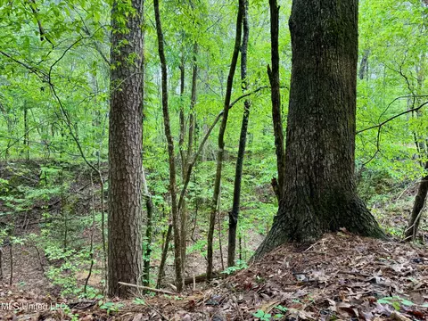 Cr 375, Carrollton, MS 38917 photo 6