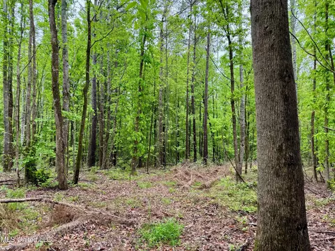 Cr 375, Carrollton, MS 38917 photo 16