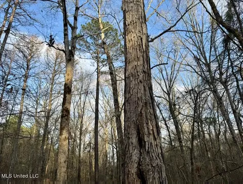 0001 Putnam Rd, Pickens, MS 39146 photo 4