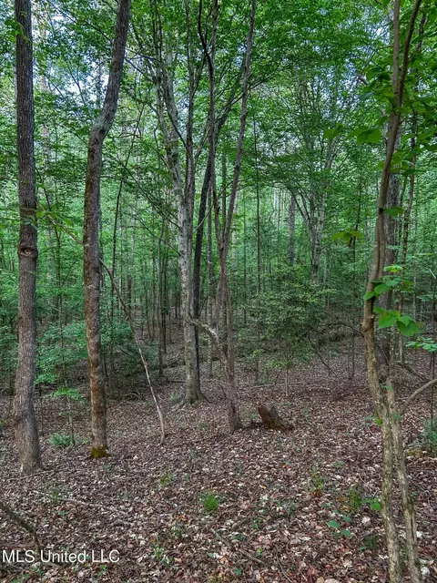 00 Smith Co Rd 559, Pulaski, MS 39152 photo 9