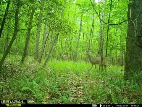 00 Smith Co Rd 559, Pulaski, MS 39152 photo 14
