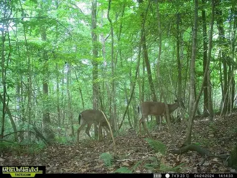 00 Smith Co Rd 559, Pulaski, MS 39152 photo 15