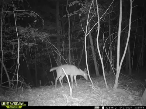 00 Smith Co Rd 559, Pulaski, MS 39152 photo 16