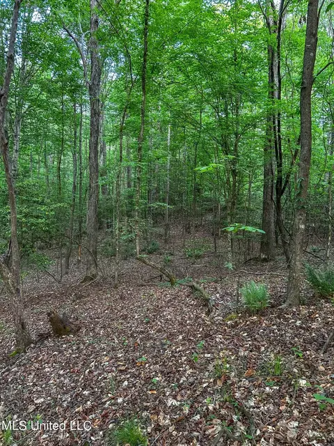 00 Smith Co Rd 559, Pulaski, MS 39152 photo 10