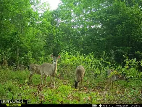 00 Smith Co Rd 559, Pulaski, MS 39152