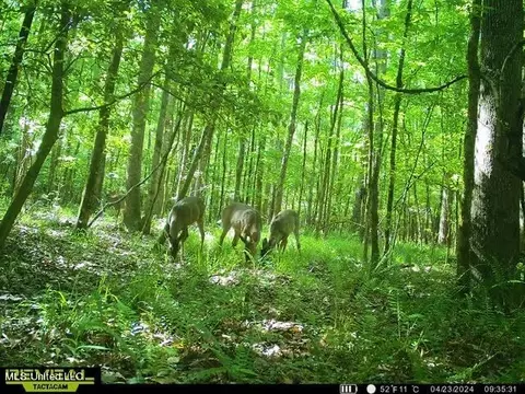 00 Smith Co Rd 559, Pulaski, MS 39152 photo 13