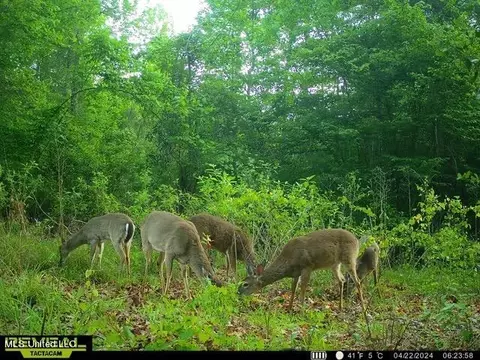 00 Smith Co Rd 559, Pulaski, MS 39152 photo 12
