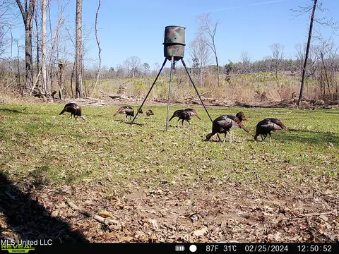 00001 Abernathy Rd, Flora, MS 39071 photo 15