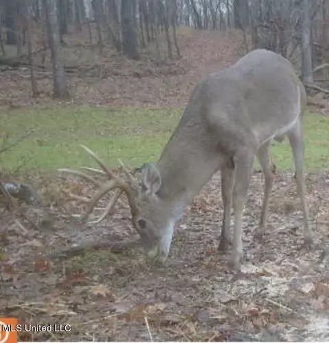 00001 Abernathy Rd, Flora, MS 39071 photo 7