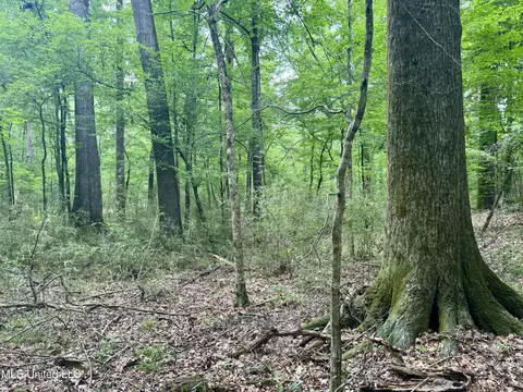 00001 Abernathy Rd, Flora, MS 39071 photo 13
