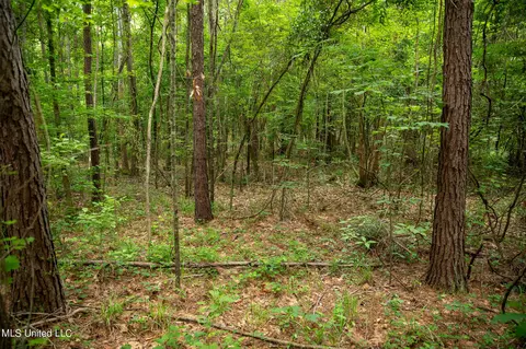 Hwy 18, Puckett, MS 39042 photo 28