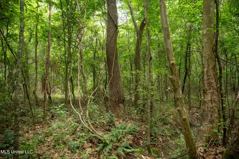 Hwy 18, Puckett, MS 39042 photo 30