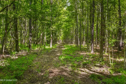 Spring Road, Flora, MS 39071 photo 7