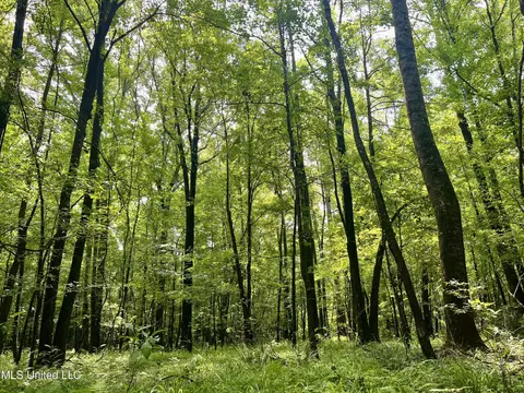 Cooper Road, Camden, MS 39045 photo 17