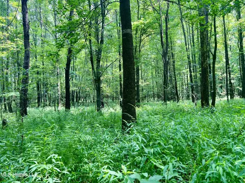Cooper Road, Camden, MS 39045 photo 14