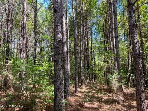 Jupiter Road, Mendenhall, MS 39114 photo 8