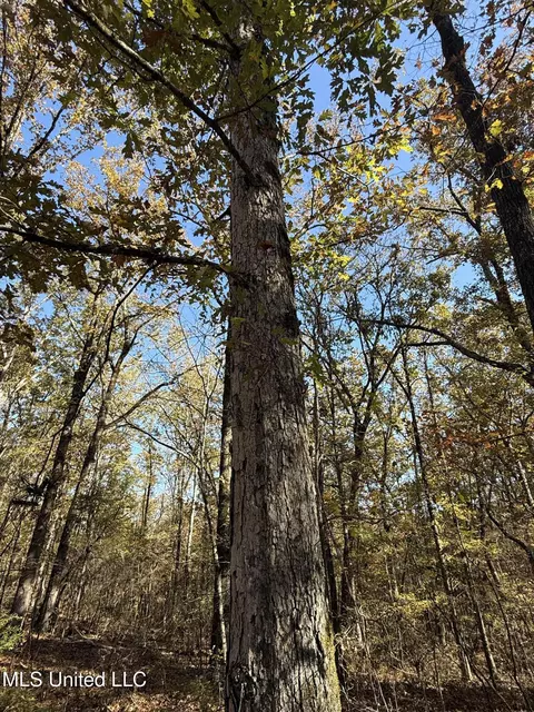 Hwy 429, Sallis, MS 39160 photo 35