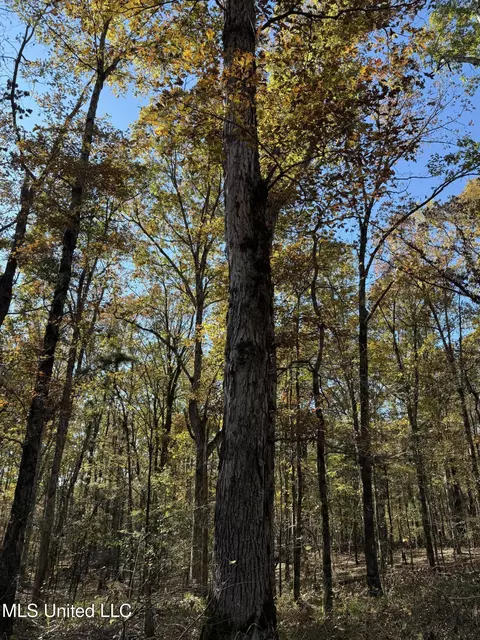 Hwy 429, Sallis, MS 39160 photo 14