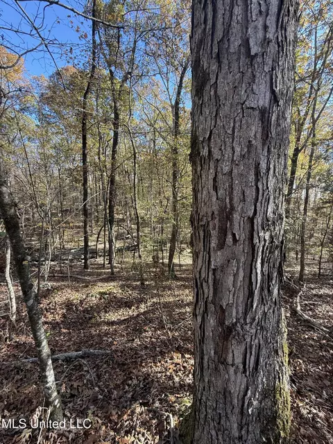 Hwy 429, Sallis, MS 39160 photo 19