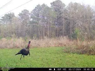 Hwy 429, Sallis, MS 39160 photo 37