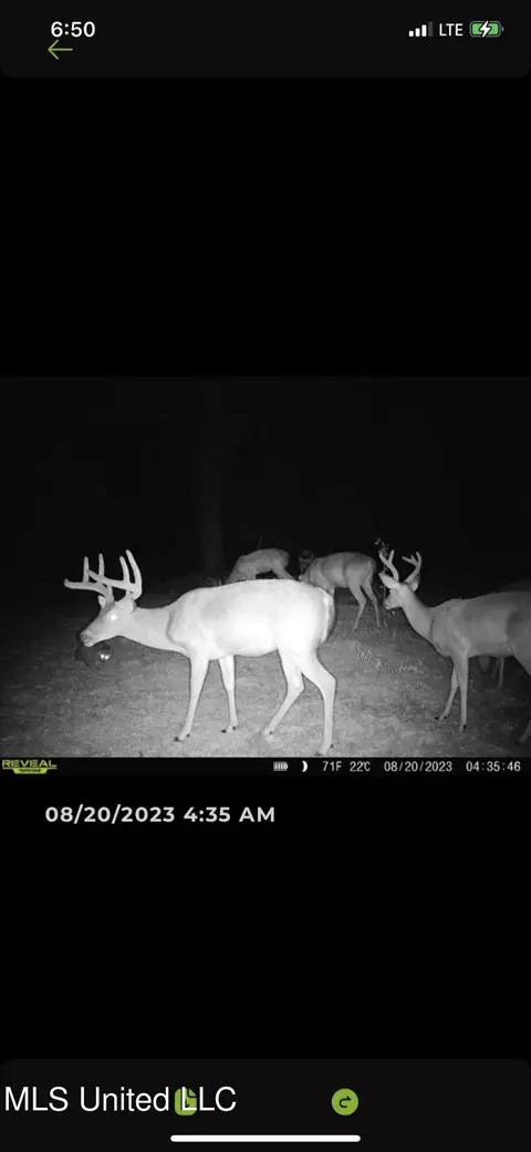 Pinola Braxton Rd, Braxton, MS 39044 photo 16