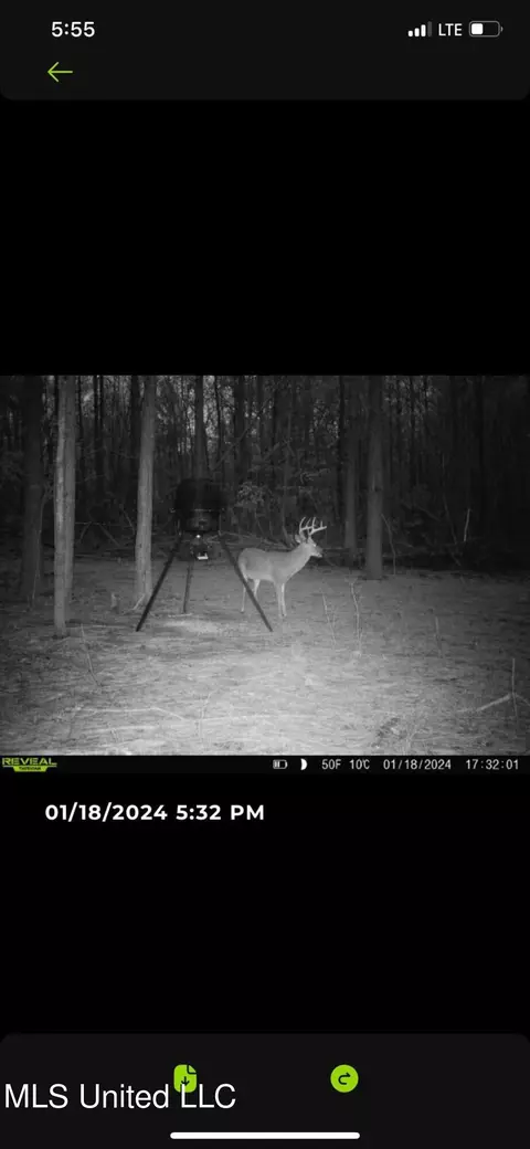 Pinola Braxton Rd, Braxton, MS 39044 photo 17