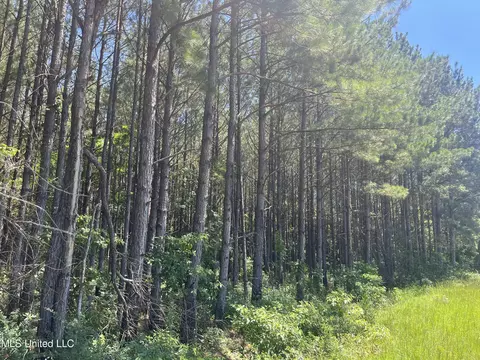 Pinola Braxton Rd, Braxton, MS 39044 photo 15